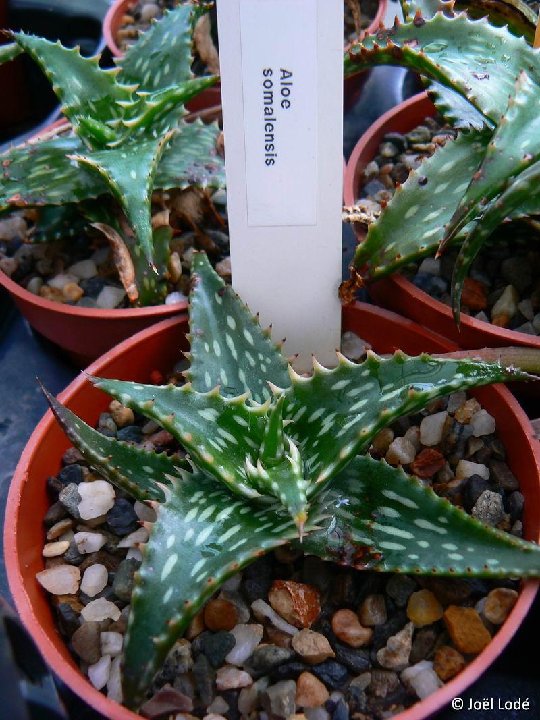 Aloe somaliensis ©JLcoll.361